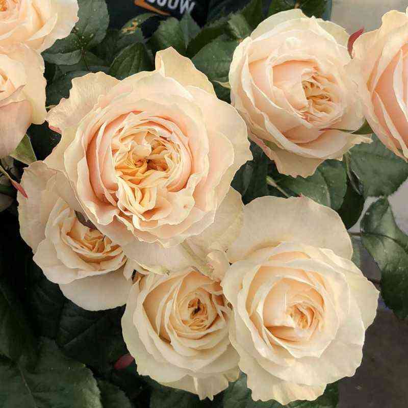 Викториан Пич (Victorian Peach)