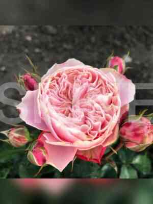 Викторианская Классика (Victorian Classic)