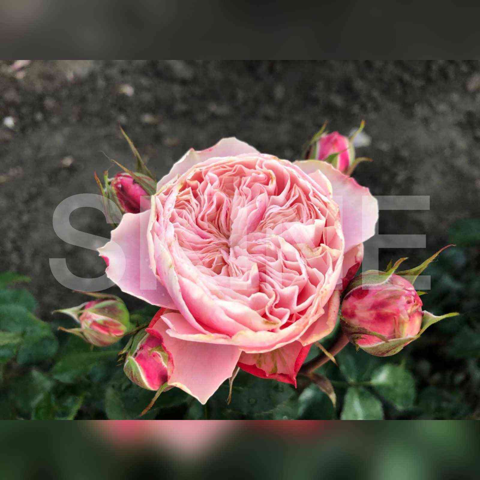 viktorianskaya_klasska.jpg Викторианская Классика (Victorian Classic)