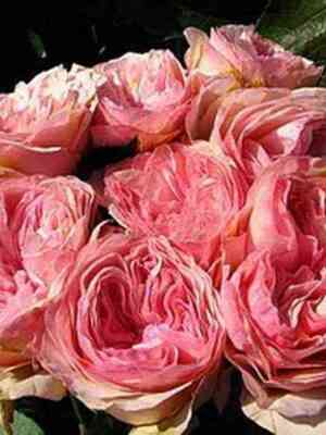 Викторианский Секрет (Victorian Secret)