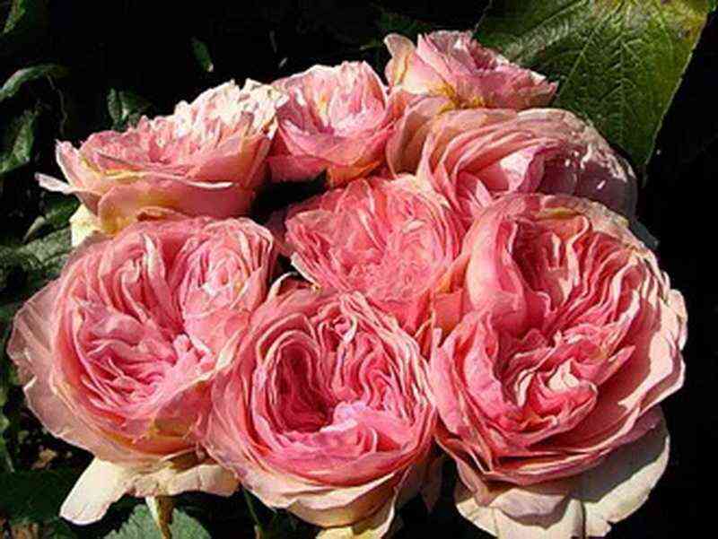 Викторианский Секрет (Victorian Secret)