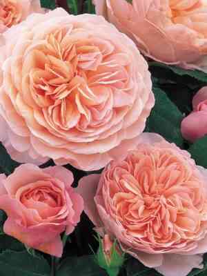 vilyam-morris.jpg Вильям Моррис (William Morris)