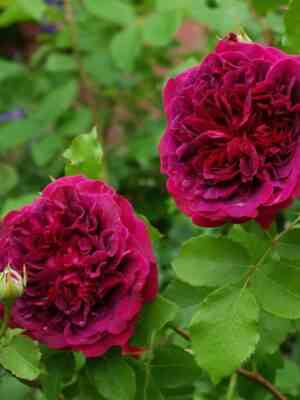 vilyam-shekspir.jpg Вильям Шекспир 2000 (William Shakespeare 2000)