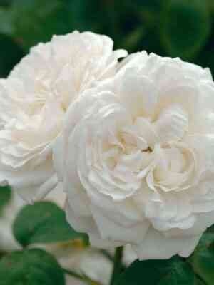 vinchester-kafendral_optimized.jpg Винчестер Кафедрал (Winchester Cathedral)