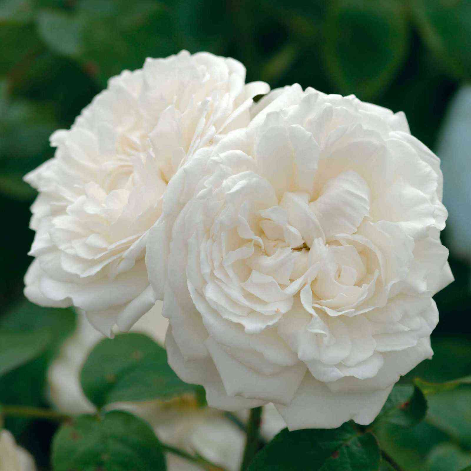 vinchester-kafendral_optimized.jpg Винчестер Кафедрал (Winchester Cathedral)