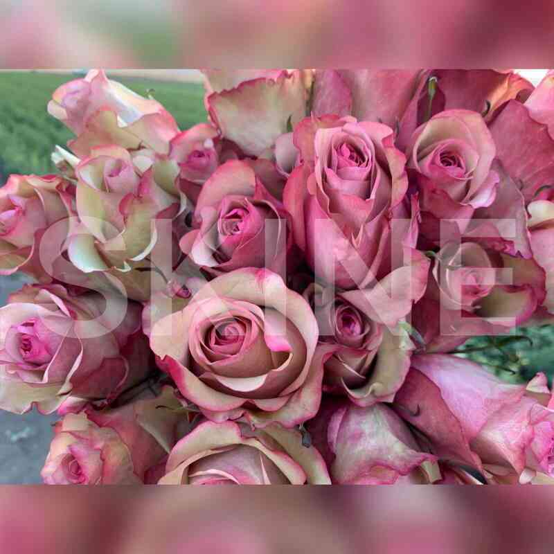 Винтаж (Vintage)