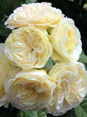 Винтэр Лодж (Winter Lodge)