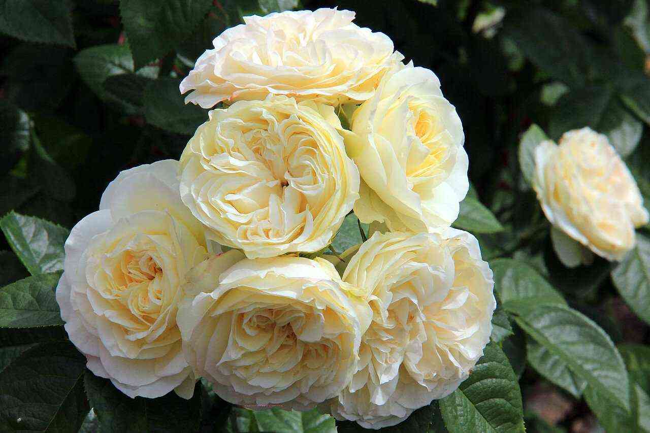 Винтэр Лодж (Winter Lodge)