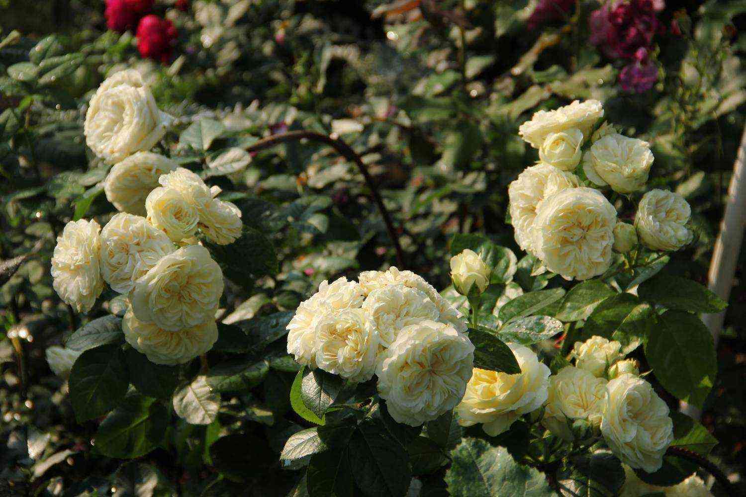 Винтэр Лодж (Winter Lodge)