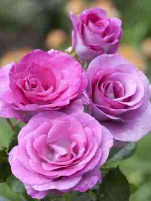 Виолет Парфюм (Violette Parfumee)