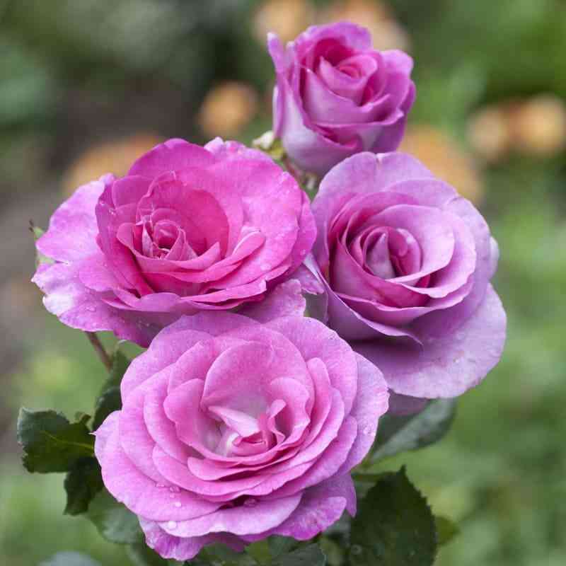 Виолет Парфюм (Violette Parfumee)