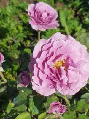 Вис Виолет (Vi's Violet)