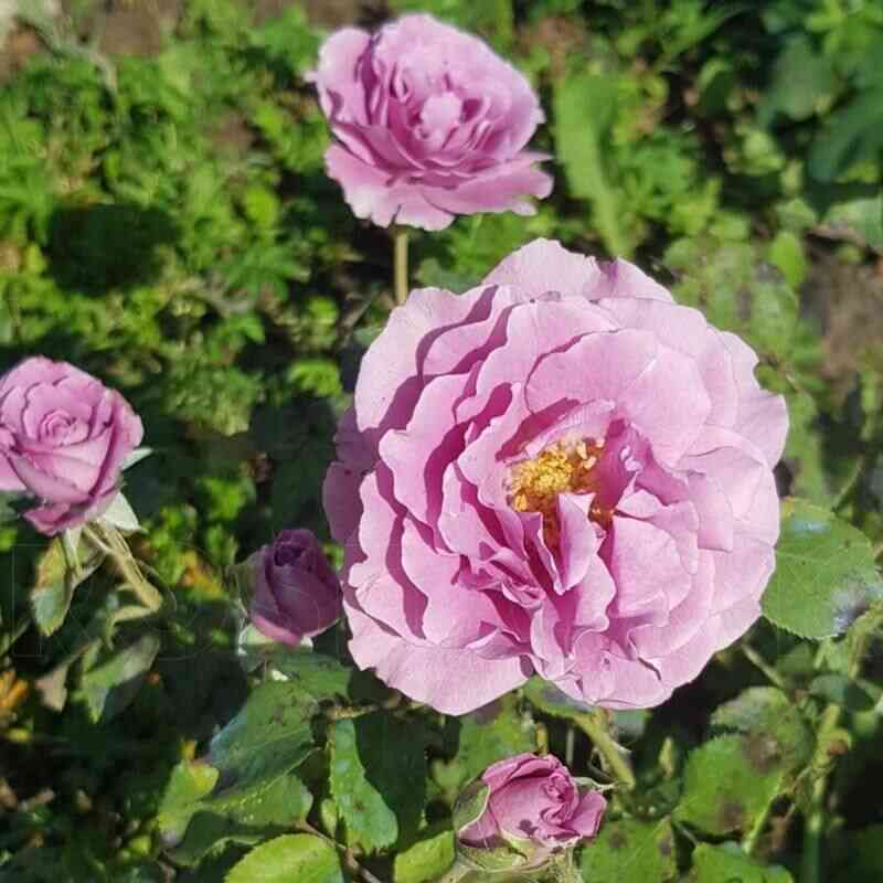 Вис Виолет (Vi's Violet)