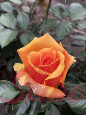 viski_novyj_razmer.jpg Виски (Whisky)