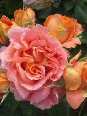 Вивьен Вествуд (Vivienne Westwood)