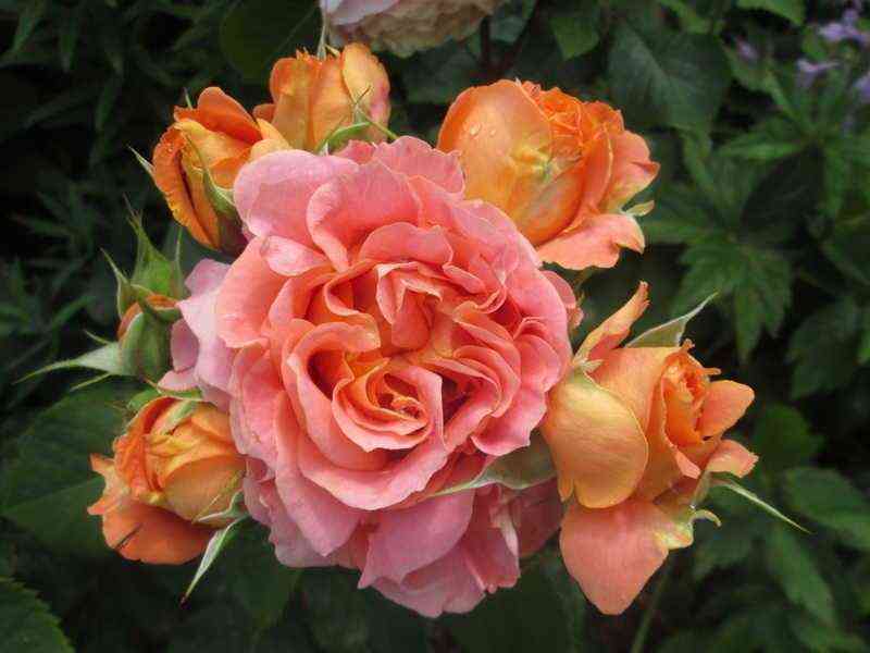 viv_envestvud_viviennewestwood_optimized.jpg Вивьен Вествуд (Vivienne Westwood)