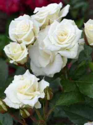 viviana_optimized.jpg Вивиана (Viviane)