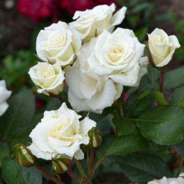 Вивиана (Viviane)