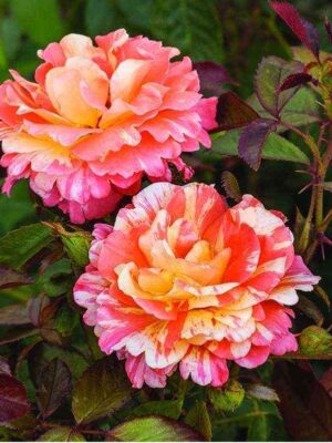 Византина Фреска (Vizantina Freska)