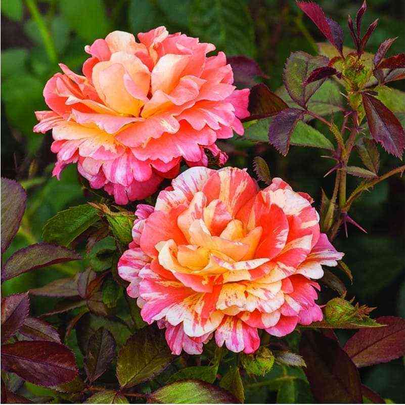 Византина Фреска (Vizantina Freska)