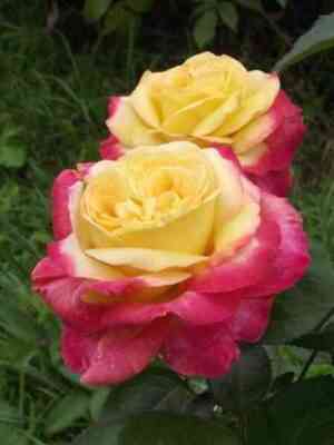 vostochnyj_ekspress.jpg Восточный экспресс/Пульман Ориент Экспресс (Pullman Orient Express)