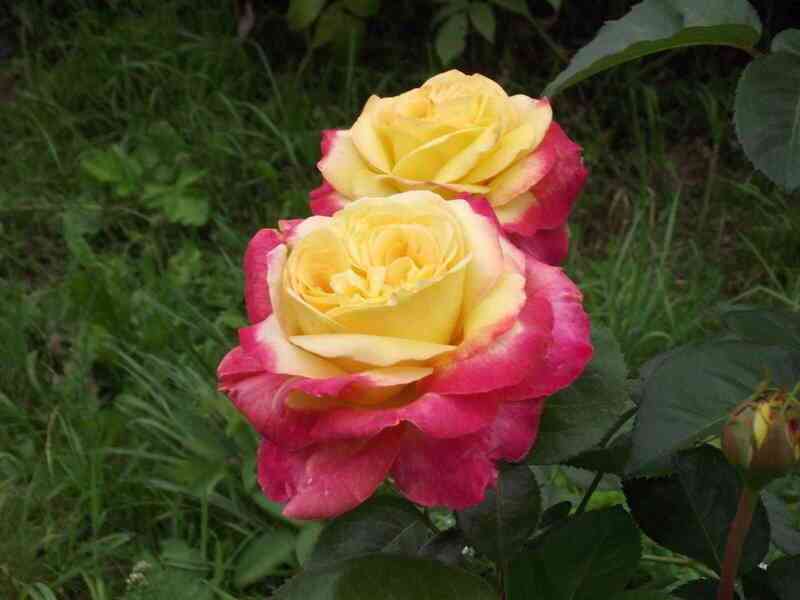 vostochnyj_ekspress.jpg Восточный экспресс/Пульман Ориент Экспресс (Pullman Orient Express)