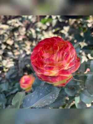 Вулканика (Vulcanica)