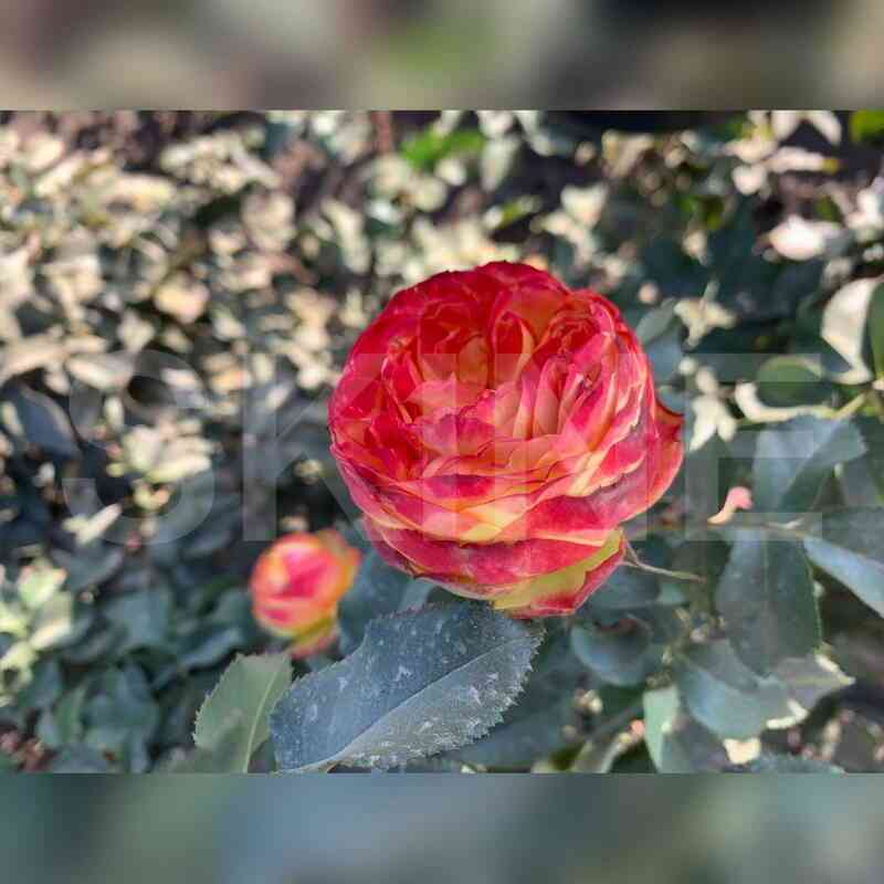 Вулканика (Vulcanica)