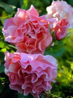 Вумен'с Чойс (Women's Choice)