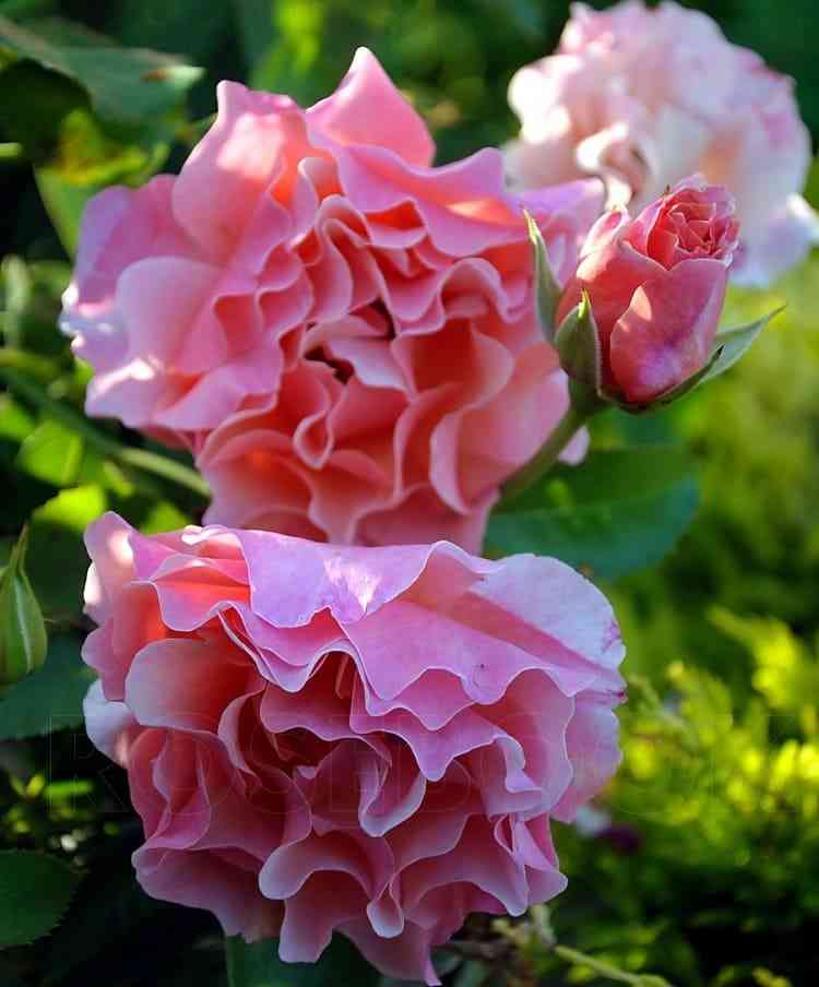 Вумен'с Чойс (Women's Choice)