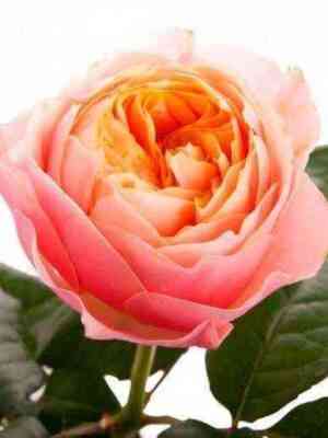 Вувузела (Vuvuzela)