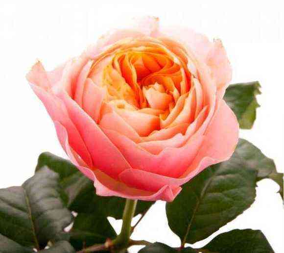 Вувузела (Vuvuzela)