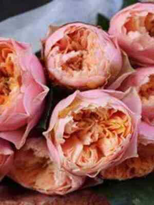 Вувузела Романтик (Vuvuzela Romantic)