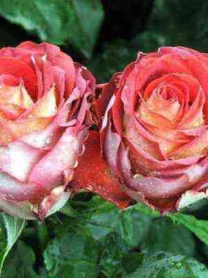 yaguaza.jpg Игуана (Iguana)