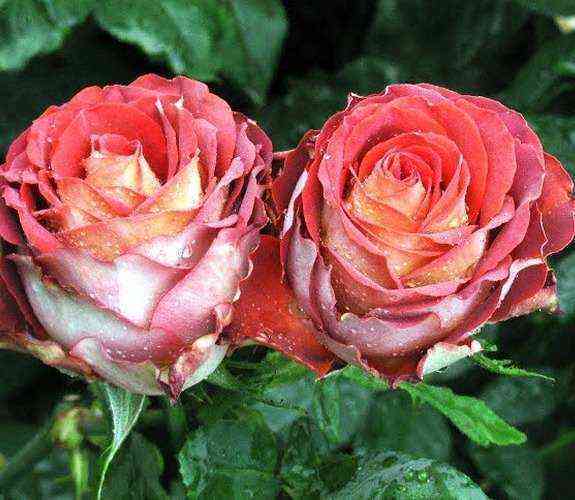 Игуана (Iguana)