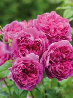 Янг Люсидас (Young Lycidas)