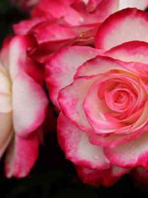 Юбилей Принца Монако (Jubile du Prince de Monaco)