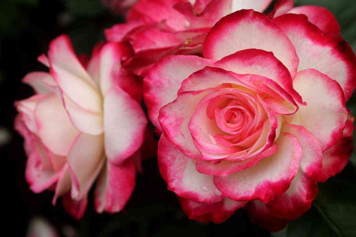 yubilej_princa_monako2.jpg Юбилей Принца Монако (Jubile du Prince de Monaco)