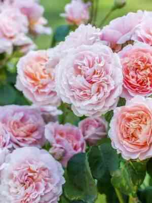 yustasiya-vej-eustacia-vye_optimized.jpg Юстасия Вэй (Eustacia Vye)