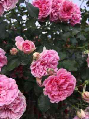 Ютерсен Розенпринцессин (Uetersens Rosenprinzessin)