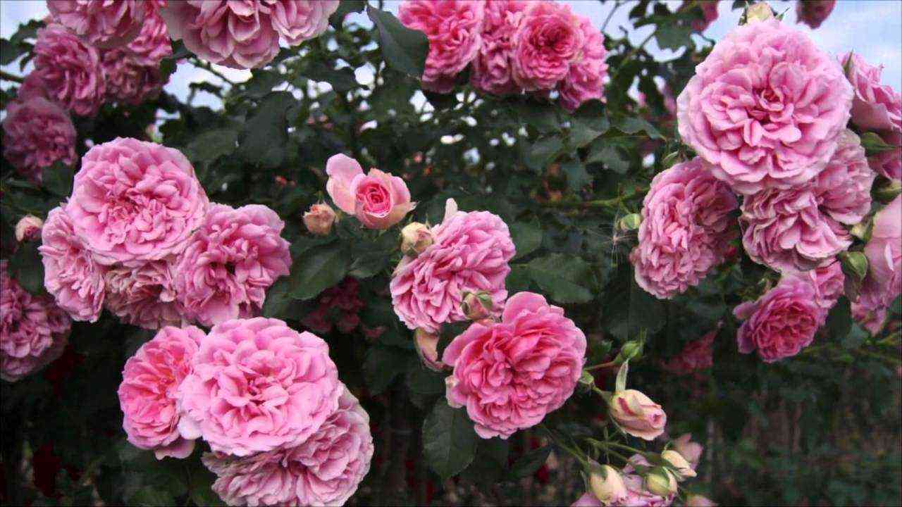 Ютерсен Розенпринцессин (Uetersens Rosenprinzessin)