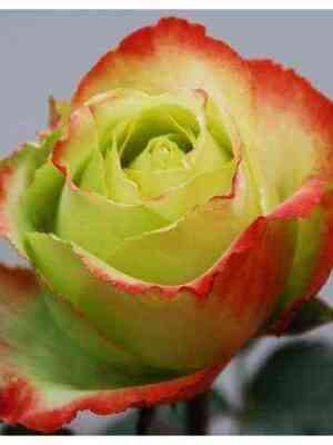 za-zu.jpg Зазу (Zazoo)