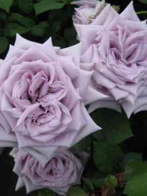 Замок Черники/Шато Миртию (Chateau Myrtille)