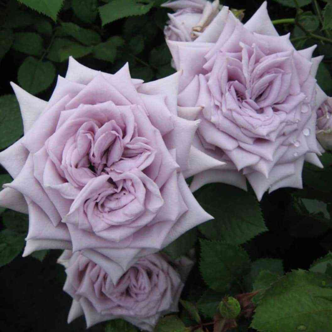 Замок Черники/Шато Миртию (Chateau Myrtille)