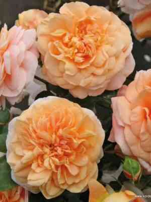 Зангерхаузер Юбиляумрозе (Sangerhauser Jubilaumrose)