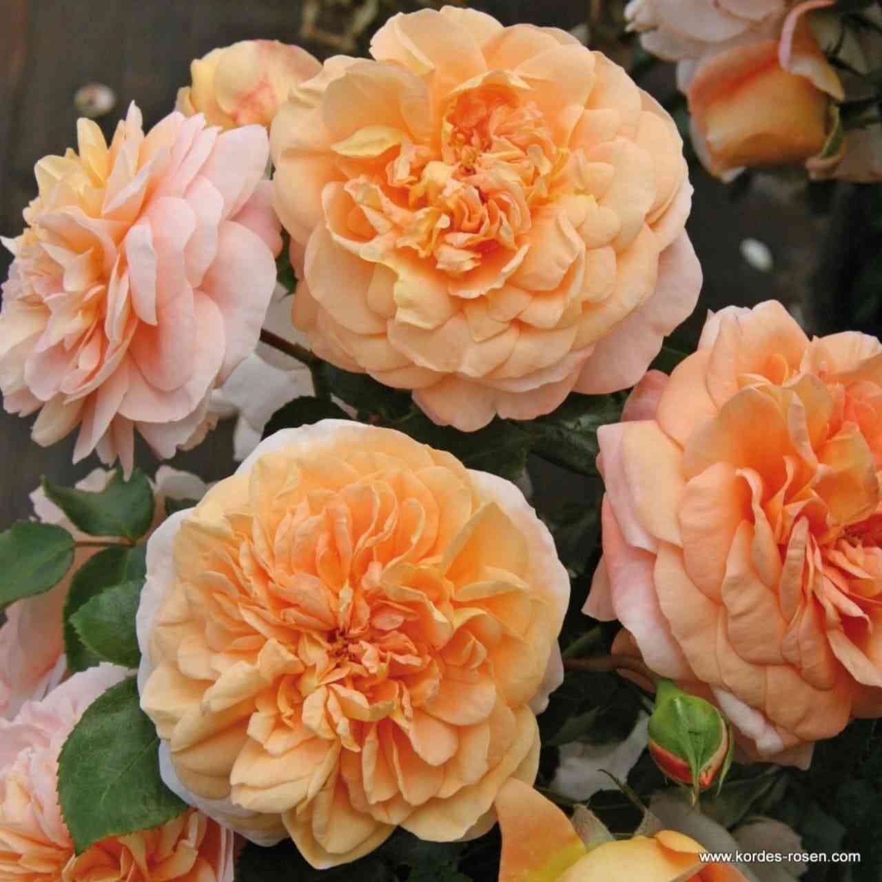 zangerhauzer.jpg Зангерхаузер Юбиляумрозе (Sangerhauser Jubilaumrose)