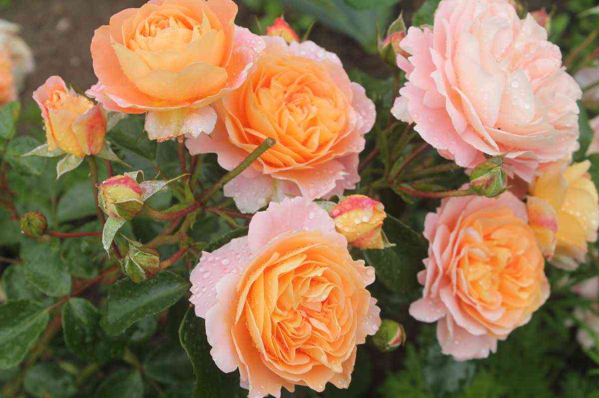 zargenhauser1.jpg Зангерхаузер Юбиляумрозе (Sangerhauser Jubilaumrose)