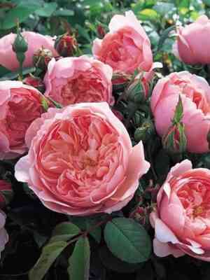 Зе Алнвик Роз (The Alnwick Rose)