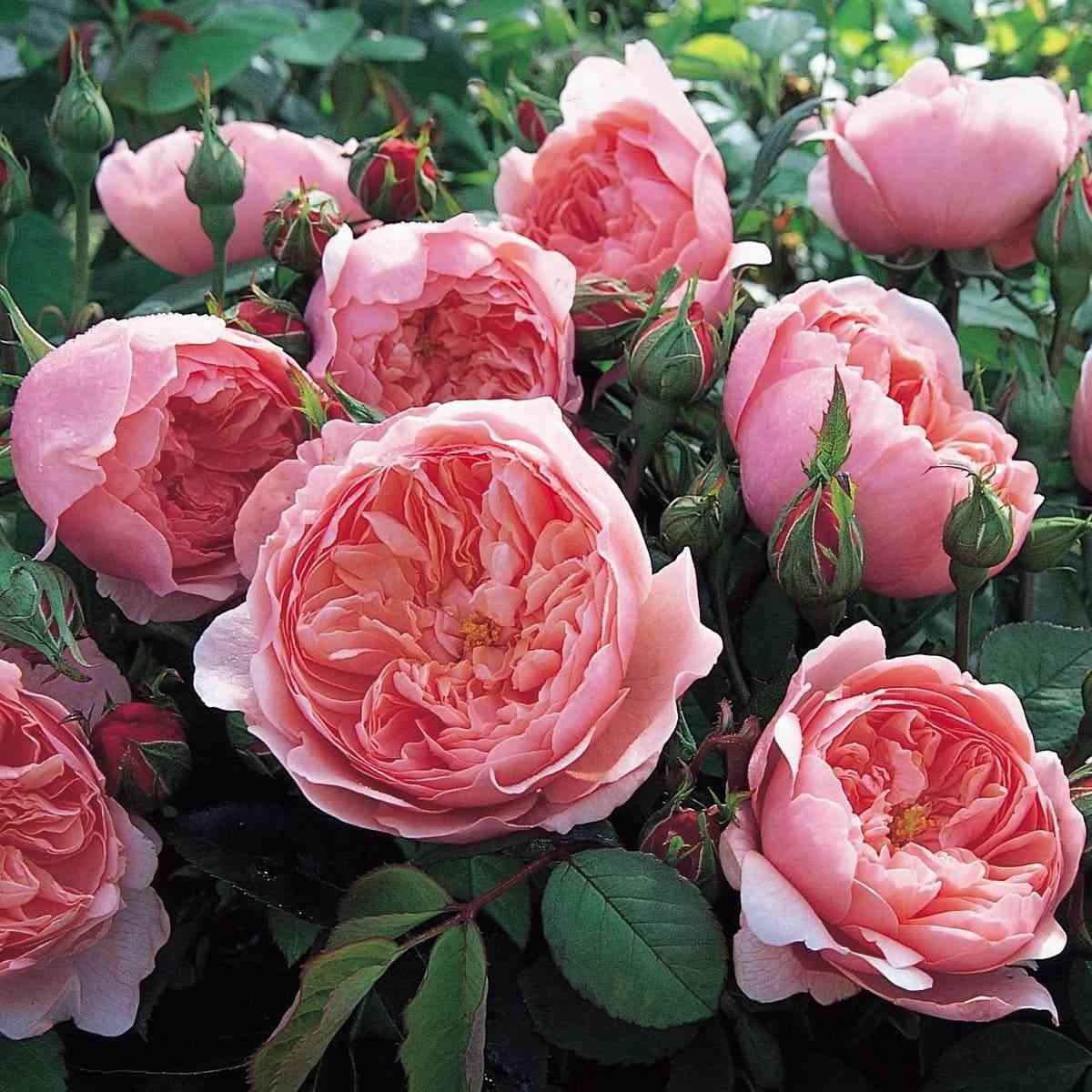 Зе Алнвик Роз (The Alnwick Rose)