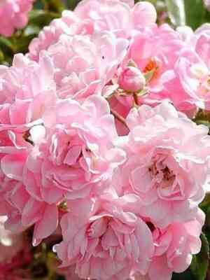 ze-fejri.jpg Зе Фейри (The Fairy)